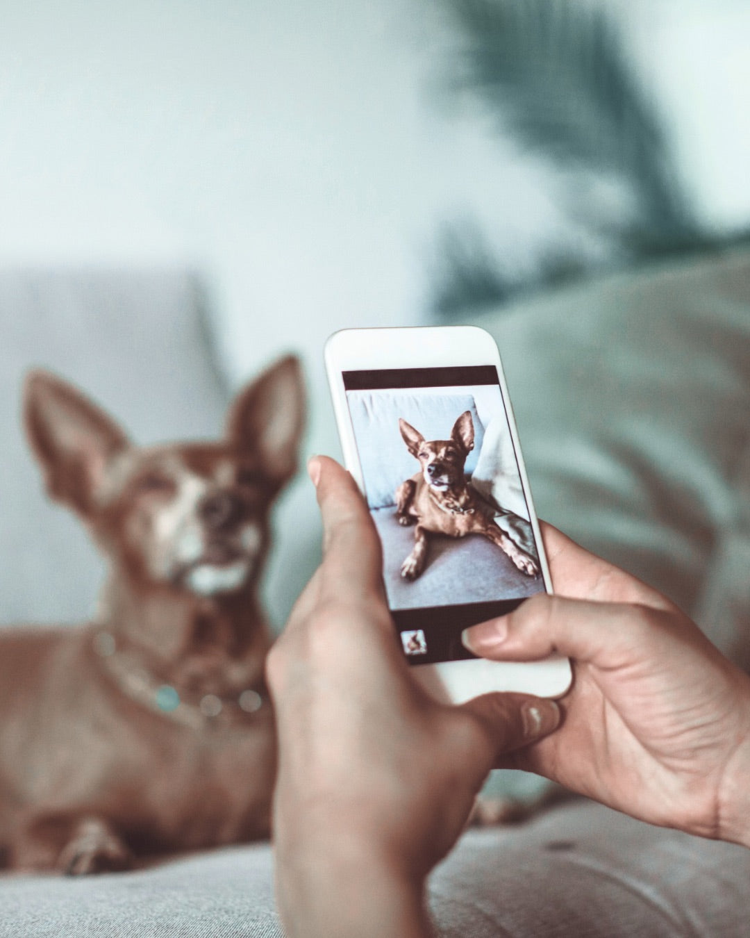 Pet Tech